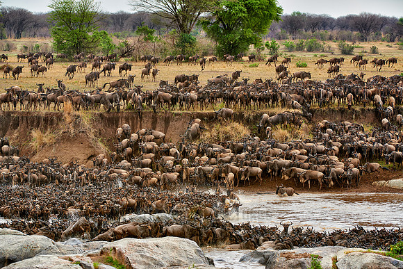 herd of wildebeest crossing Mara River