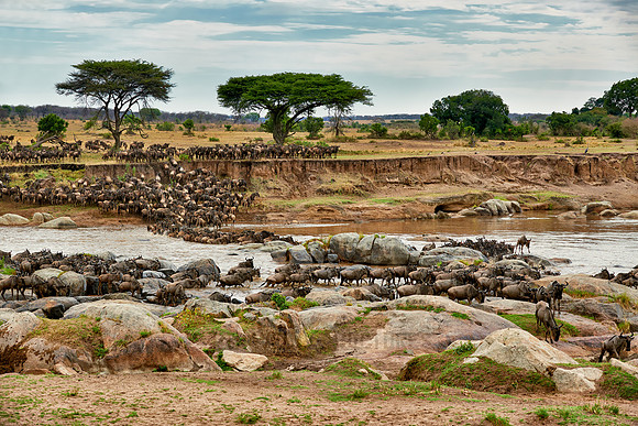 herd of wildebeest crossing Mara River