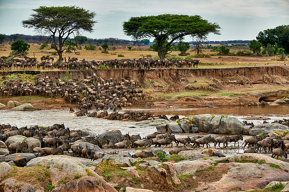 herd of wildebeest crossing Mara River