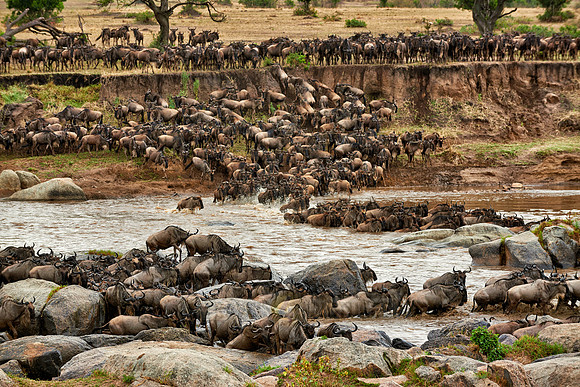 herd of wildebeest crossing Mara River