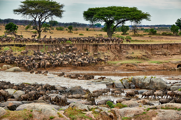 herd of wildebeest crossing Mara River