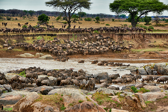 herd of wildebeest crossing Mara River