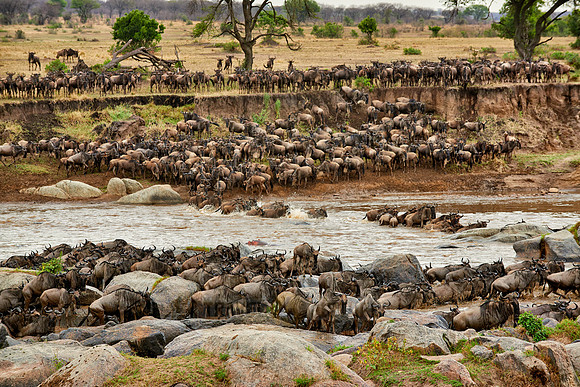 herd of wildebeest crossing Mara River