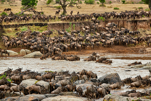 herd of wildebeest crossing Mara River