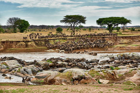 herd of wildebeest crossing Mara River