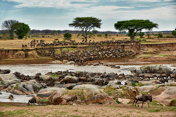 herd of wildebeest crossing Mara River