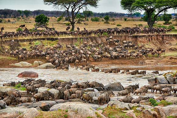 herd of wildebeest crossing Mara River
