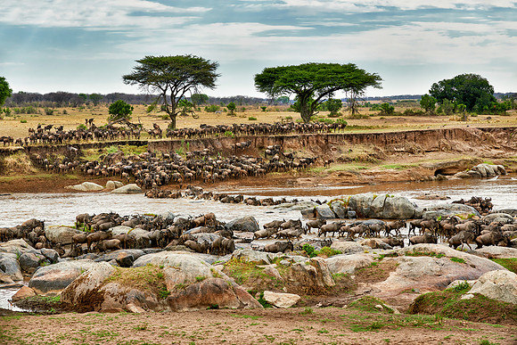 herd of wildebeest crossing Mara River