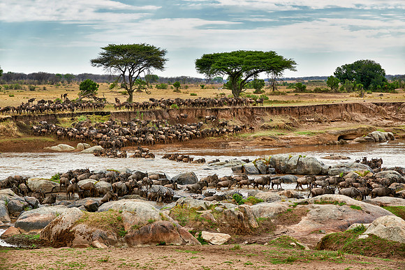 herd of wildebeest crossing Mara River