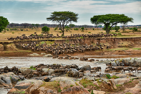 herd of wildebeest crossing Mara River