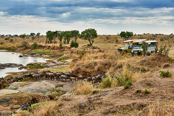 herd of wildebeest crossing Mara River