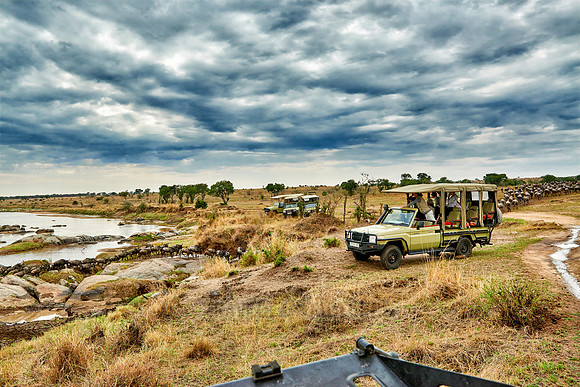 herd of wildebeest crossing Mara River