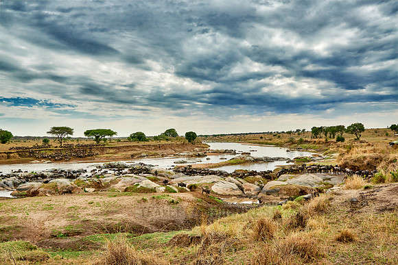 herd of wildebeest crossing Mara River