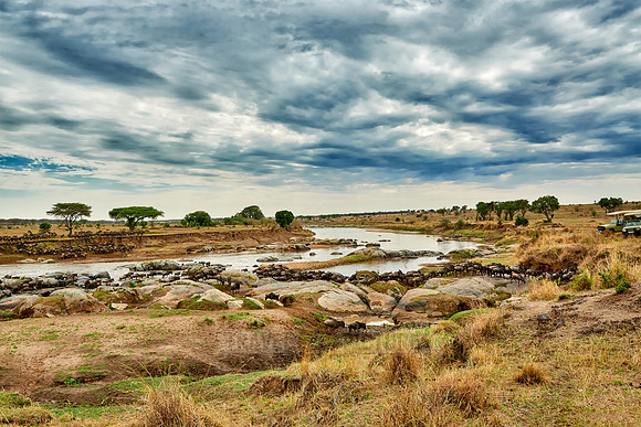 herd of wildebeest crossing Mara River