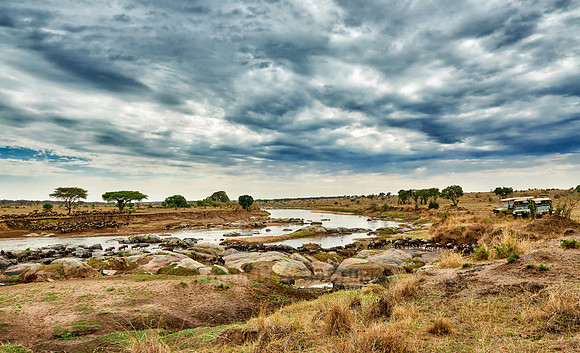 herd of wildebeest crossing Mara River