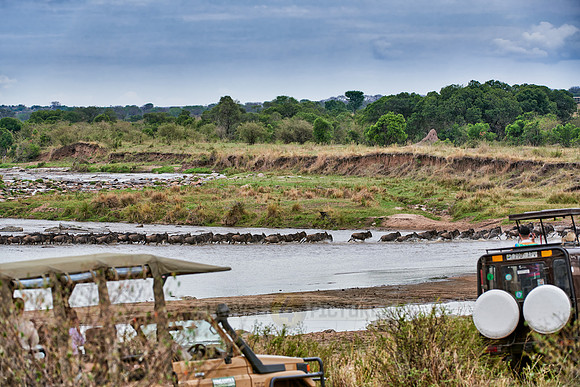 herd of wildebeest crossing Mara River