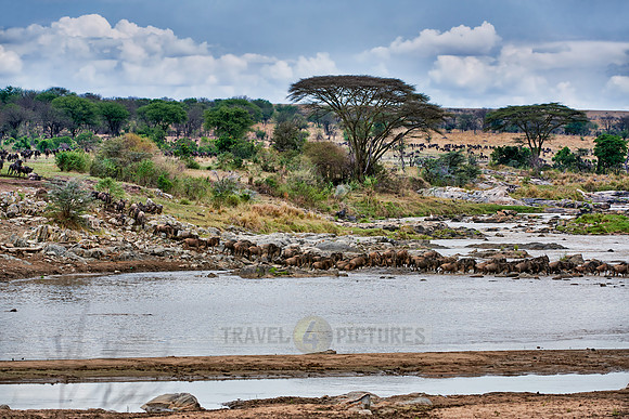 herd of wildebeest crossing Mara River