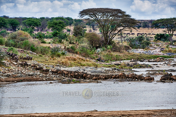 herd of wildebeest crossing Mara River