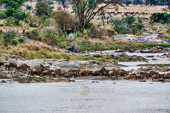 herd of wildebeest crossing Mara River