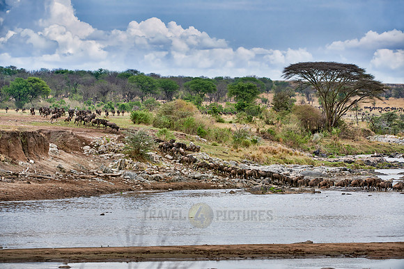 herd of wildebeest crossing Mara River