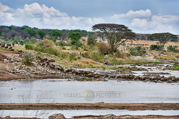 herd of wildebeest crossing Mara River