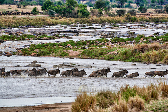 herd of wildebeest crossing Mara River