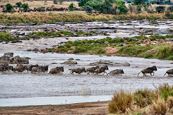 herd of wildebeest crossing Mara River
