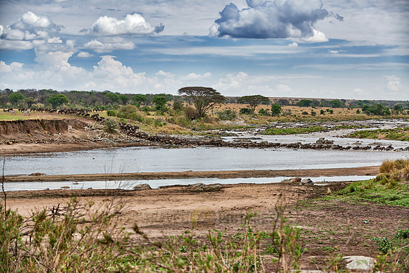 herd of wildebeest crossing Mara River