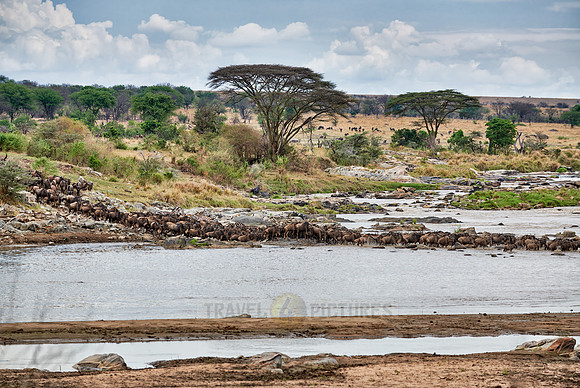 herd of wildebeest crossing Mara River