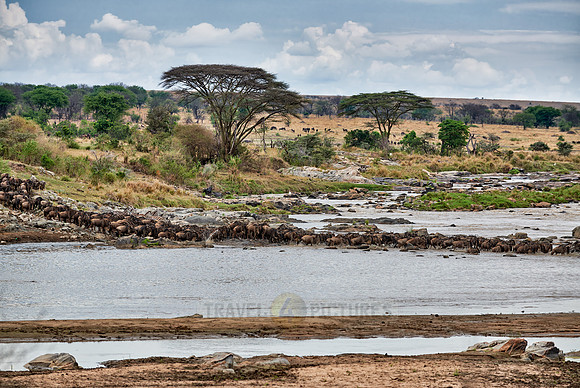 herd of wildebeest crossing Mara River