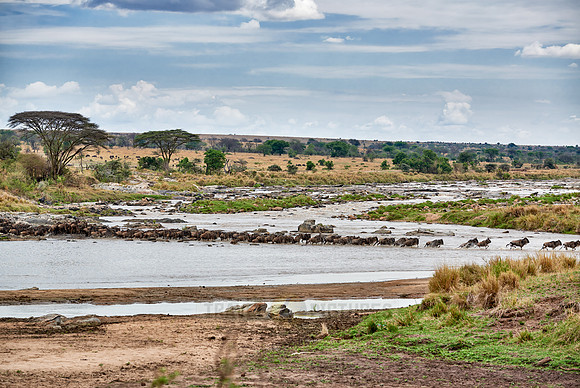herd of wildebeest crossing Mara River
