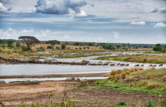 herd of wildebeest crossing Mara River