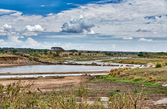 herd of wildebeest crossing Mara River
