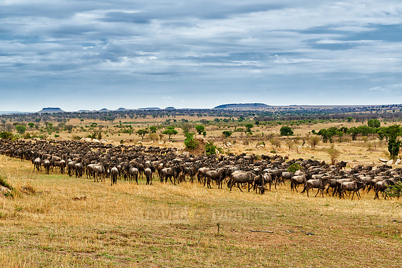 herd of wildebeest on annual migration