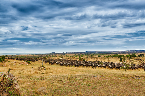 herd of wildebeest on annual migration