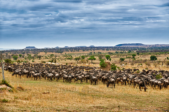 herd of wildebeest on annual migration