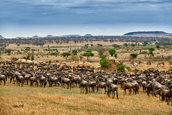 herd of wildebeest on annual migration