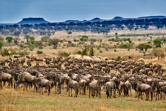 herd of wildebeest on annual migration