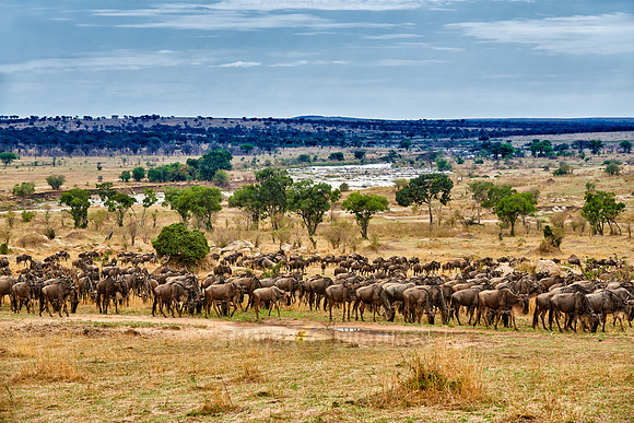 herd of wildebeest on annual migration