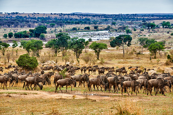 herd of wildebeest on annual migration