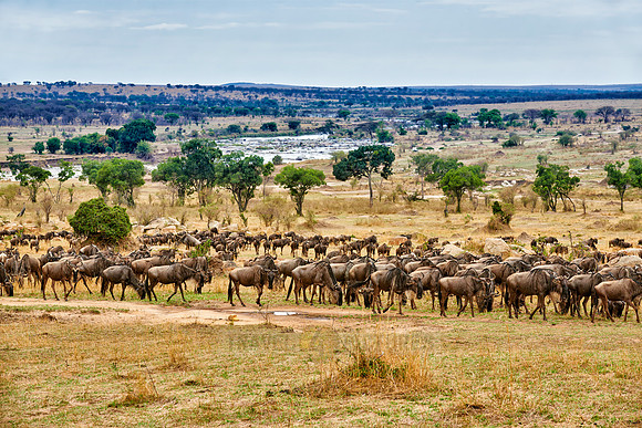 herd of wildebeest on annual migration