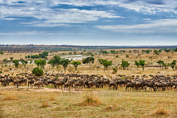 herd of wildebeest on annual migration