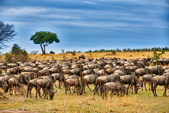 herd of wildebeest on annual migration