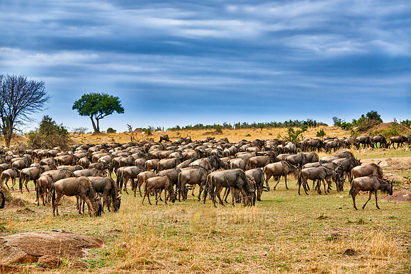 herd of wildebeest on annual migration