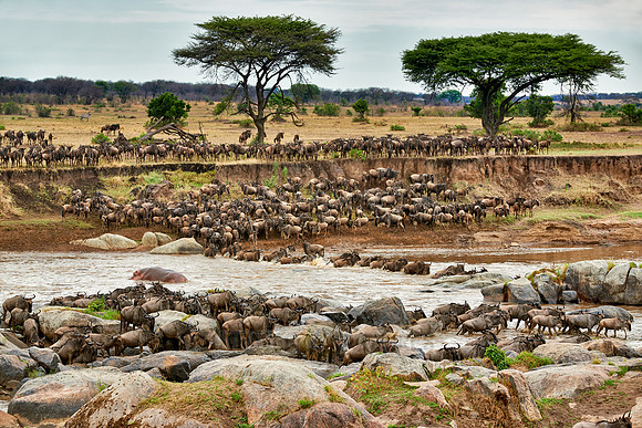 herd of wildebeest crossing Mara River