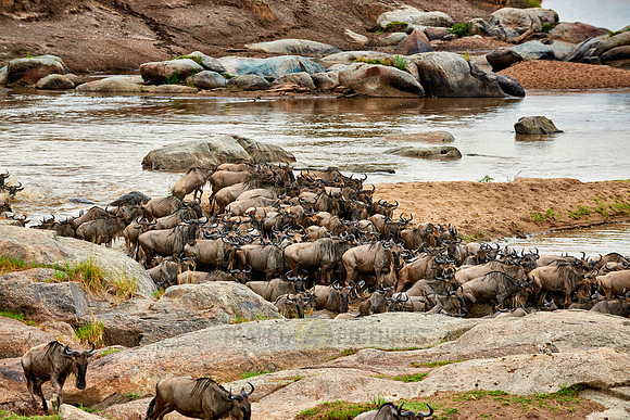 herd of wildebeest crossing Mara River