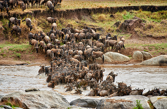 herd of wildebeest crossing Mara River