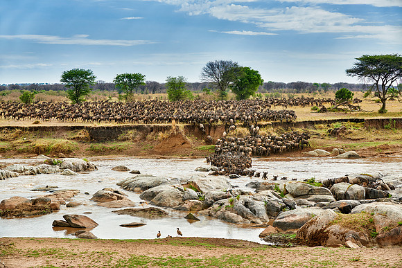 herd of wildebeest crossing Mara River