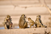 yellow baboon (Papio cynocephalus) with babys