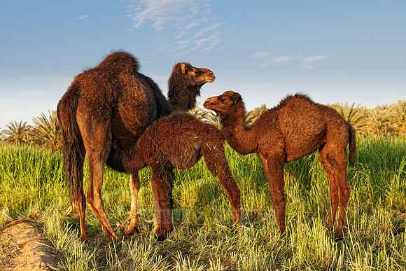 black Arabian camels